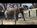 日本旅行 2013 東京 井の頭動物園 名前ははな子 アジアゾウです。175