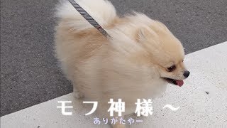 散歩中にモフ神様になったモチ【ポメラニアン】