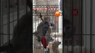 今日は、怒ってます【ヨウム飼育記録】