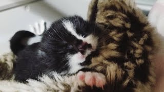 The kitten MEOWing in a shed