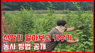 산딸기 알아보고 키우기, 농사 방법 공개