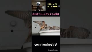 自宅前でチョウゲンボウが営巣　　#shorts # #bird #birdlovers #birdwatching #kestrel #チョウゲンボウ