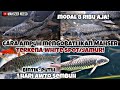 cara mengobati bintik-bintik putih/ white spot pada ikan mahseer