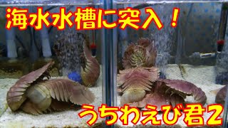 【ウチワエビ】２　ウチワエビ君がやってきた！！！【海水槽】