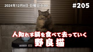 人知れず餌を食べて去っていく野良猫 #205