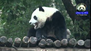 20150111圓仔自己回家 The Giant Panda Yuan Zai