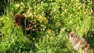 川辺のタヌキとアライグマ　Raccoon,Tanuki(Raccoon Dog)