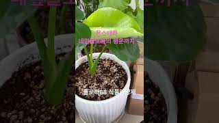 #반려식물 #plants #식물영양제 #gardening #무농이생생88 #플로라88 #네잎클로버 #소원 #행운 #행복