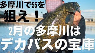 【多摩川バス釣り】2月の多摩川はデカバスの宝庫！ウグイを使って55センチを狙う【バス釣り】