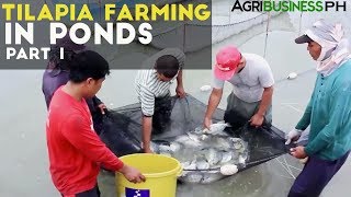 Tilapia Farming in Ponds Part 1 : Tilapia Farming in the Philippines | Agribusiness Philippines