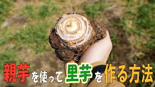 【親里芋活用!!】親芋を使って大きな里芋を作る方法。絶対やってもらいたい家庭菜園でしか出来ない里芋栽培方法。今が植え付け時期！