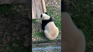 đang lãng mạn cái lãng xẹt #panda #gấutrúc