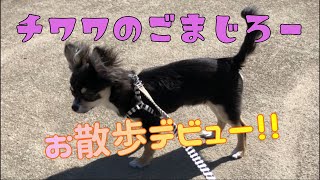 チワワのごまじろーはじめてのお散歩に行く。【チワワのごまじろー】