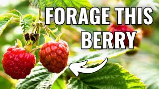 How to Find and Identify Wild Raspberries in Nature