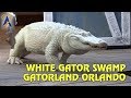 White Gator Swamp opens at Gatorland Orlando