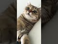 cute cat cat cutecat catlover catvideos cats catshorts cattrending shorts trending