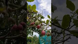 TREE TOMATO (Tamarillo) മര തക്കാളി