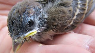 すずめのヒナと過ごした３日間 【インコのチビ番外編】