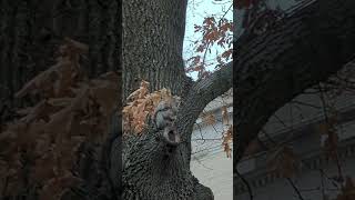 Squirrel Screaming