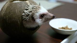 ココナッツハウスから出られないハリネズミが大変！ ハリネズミの日常その1　hedgehog in coconut