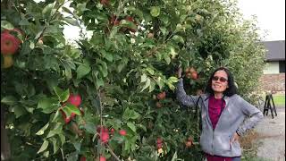 Apple picking/Spokane WA/IndaySol#Mia West