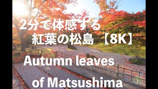 2分で体感する紅葉の松島 【8K】~Autumn leaves of Matsushima~