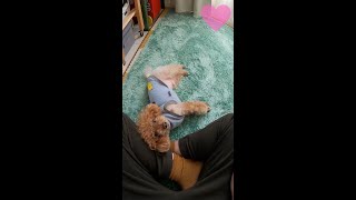 [ToyPoodle]  I can't just lie down..