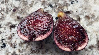 Borda Barraquer - A fig from Montserrat Pons that tastes like blackberry and pomegranate jam 🤯