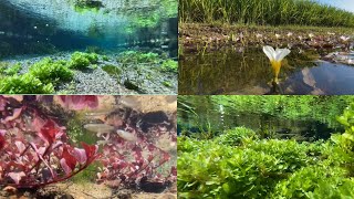 【Healing water plants】 Digest video for 2020/Nature Relaxation