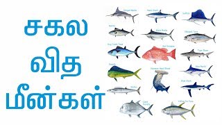 சகல வித மீன்கள் | இன்றைய வேத தியானம் 69# | Pastor Samson | Hebron Web Tv