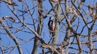 リョウブの実とアカゲラ（♀）：赤啄木鳥：Dendrocopos major－神戸市立森林植物園－2017 12 18