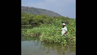 Catching a Smart Rohu Fish By Using Hooks #shorts #fishingvideo #fishing #fish