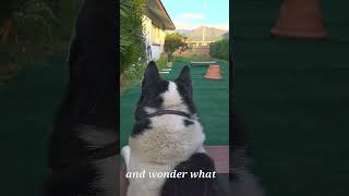 Siberian Husky has some thoughts..