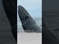 Ten facts about whales, the largest animals on Earth, and they continue to captivate our imagination