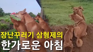 진돗개 사랑이 장난꾸러기 삼형제의 한가로운 아침