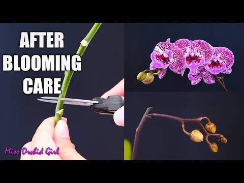 What do you do with an orchid after the blooms fall off?