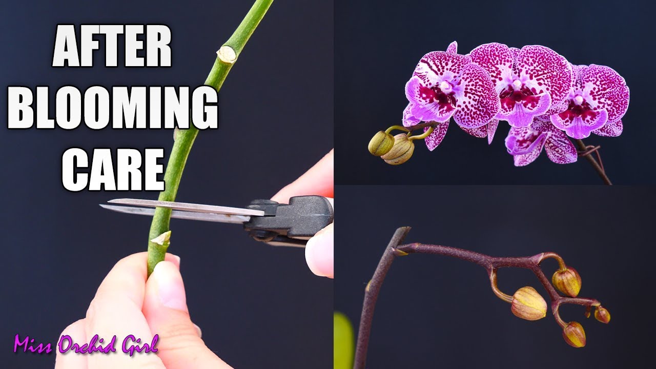 Orchid Flower Care After Flowering | Best Flower Site