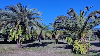 Palmetum Botanical Garden - Townsville