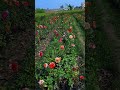 dahlia dahlia flower plants nursery gardening nature