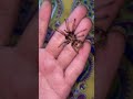 cutiepies green bottle blue tarantula spider tarantulapet tarantulacollection tarantulakeeper