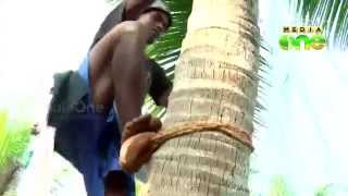 Neera: Jharkhand labours climb coconut tree for Malayalis