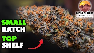 The FIRE Flower You Probably DIDN'T Know About | CBD Hemp Flower Review