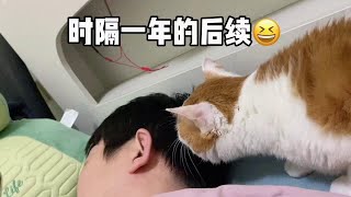 之前的后续视频一直没发哈哈#戏精猫咪的日常 #猫咪：已老实求放过