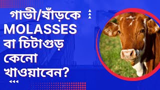 Molasses/ চিটাগুড় এর পুষ্টিমান/Nutritive value of molasses. #cow #molasses #cattle #ox #nutrition