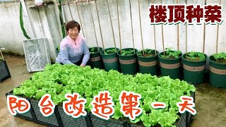 楼顶阳台种菜（计划改造楼顶小菜园）