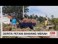 26 Hektar Tanaman Bawang Merah di Cirebon Mengalami Gagal Panen