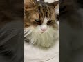 猫のさくらのふわふわまったりタイムよ～🐱🌸 sakura the cat s fluffy mellow time cat 猫 shorts