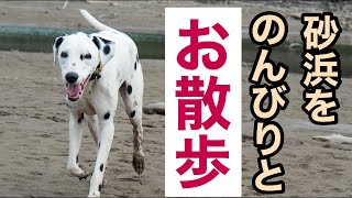 【最終章】砂浜をのんびりとダルメシアン姉弟が自由に散歩。#ダルメシアン#大型犬#散歩