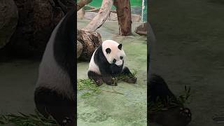 圓仔吃個竹葉也要喬姿勢，真是敬業吃播主 Panda Yuanzai changes sitting position #panda #cute #貓熊 #animals #圓仔