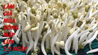 Cách Làm Giá Ngắn Ngày Mùa Đông Thành Công Thu Hoạch Cao - Home Grown Mung Bean Sprout in The Winter